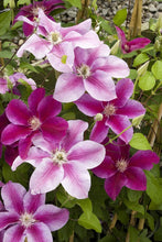 Load image into Gallery viewer, Clematis - Twilight Star
