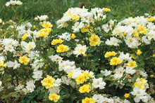 Load image into Gallery viewer, Rose - Groundcover - Lemon Drift
