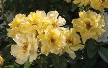 Load image into Gallery viewer, Rose - Groundcover - Lemon Drift
