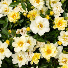 Load image into Gallery viewer, Rose - Groundcover - Lemon Drift
