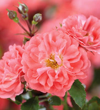 Load image into Gallery viewer, Rose - Groundcover - Coral Drift

