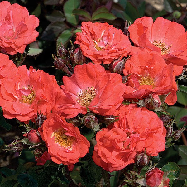 Rose - Groundcover - Coral Drift