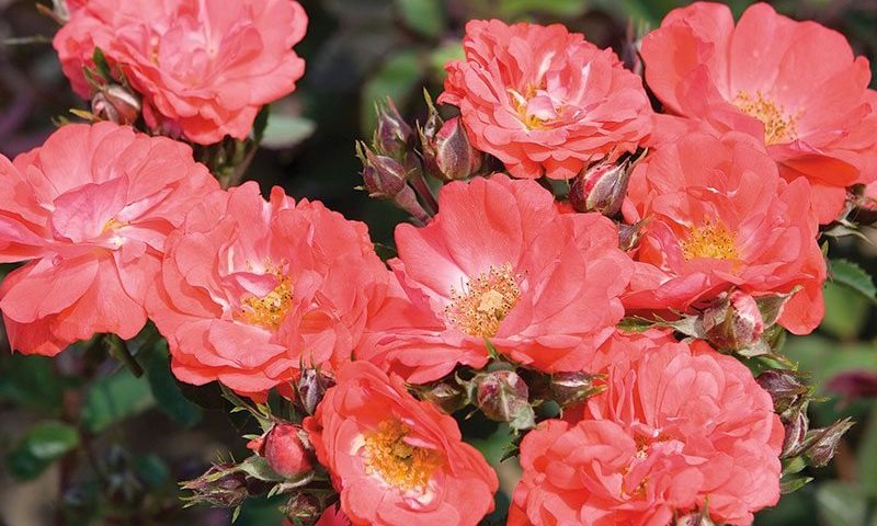Rose - Groundcover - Coral Drift