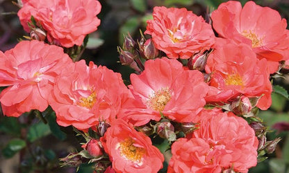 Rose - Groundcover - Coral Drift