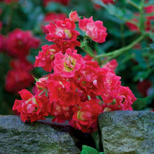 Load image into Gallery viewer, Rose - Groundcover - Red Drift
