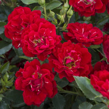 Load image into Gallery viewer, Rose - Groundcover - Red Drift
