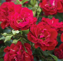 Load image into Gallery viewer, Rose - Groundcover - Red Drift
