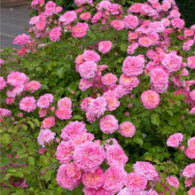 Load image into Gallery viewer, Rose - Groundcover - Sweet Drift
