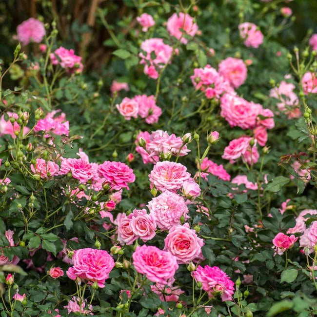 Rose - Groundcover - Sweet Drift