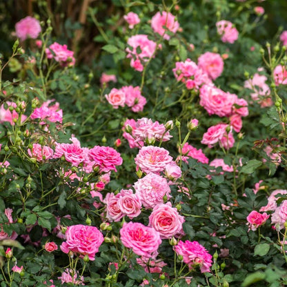 Rose - Groundcover - Sweet Drift