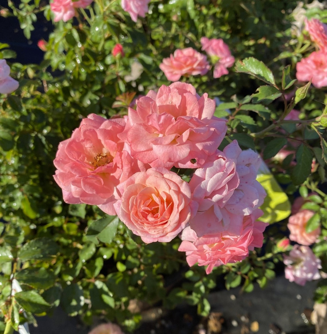 Rose - Groundcover - Sweet Drift