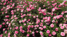Load image into Gallery viewer, Rose - Groundcover - Sweet Drift
