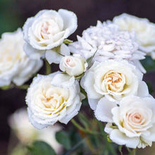 Load image into Gallery viewer, Rose - Groundcover - White Drift
