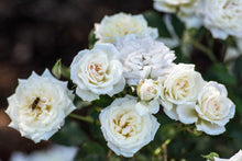 Load image into Gallery viewer, Rose - Groundcover - White Drift
