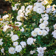 Load image into Gallery viewer, Rose - Groundcover - White Drift
