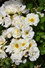 Load image into Gallery viewer, Rose - Groundcover - White Drift
