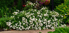 Load image into Gallery viewer, Rose - Groundcover - White Drift
