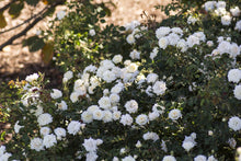 Load image into Gallery viewer, Rose - Groundcover - White Drift
