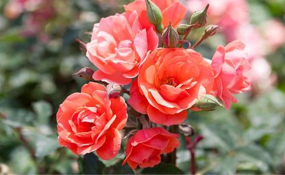 Rose - Knockout - Coral