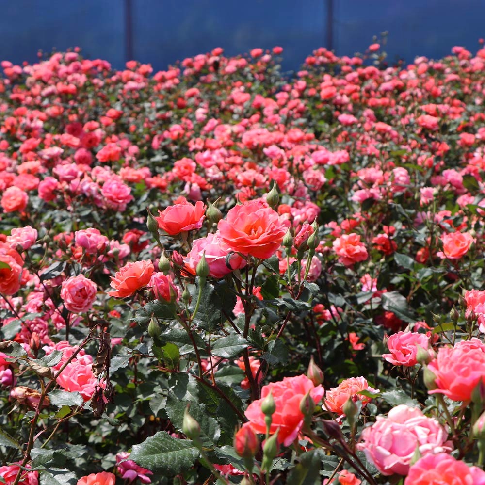 Rose - Knockout - Coral