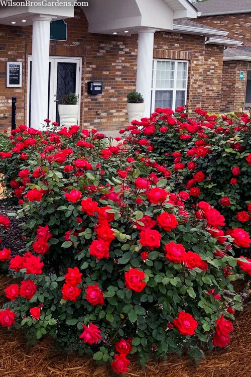 Rose - Double Knockout - Red