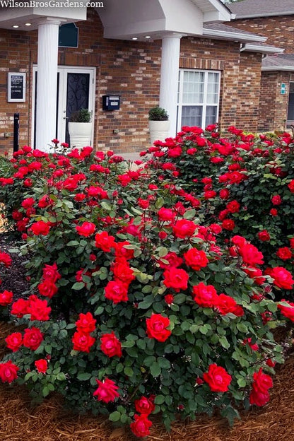 Rose - Double Knockout - Red