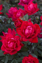 Load image into Gallery viewer, Rose - Double Knockout - Red
