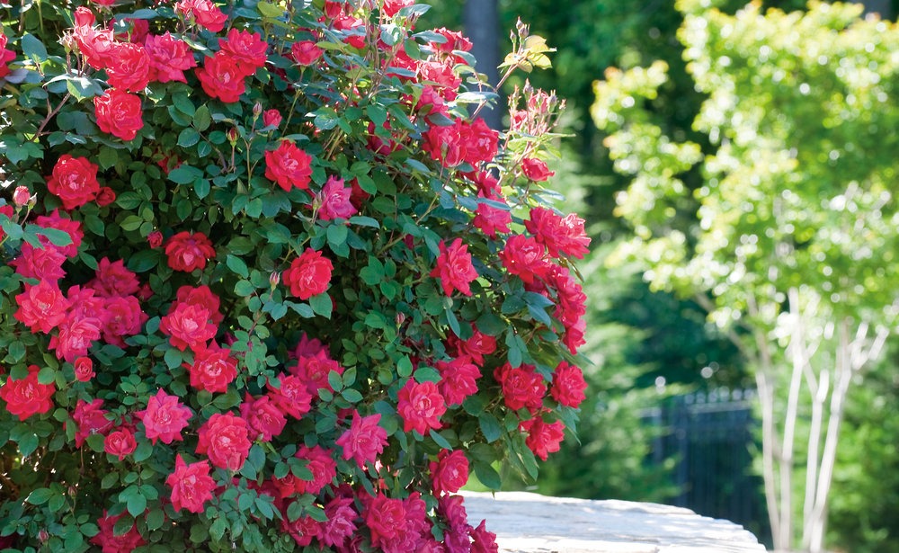 Rose - Double Knockout - Red