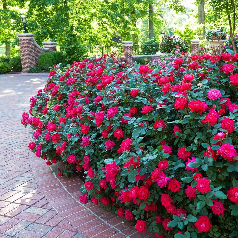 Rose - Double Knockout - Red