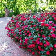 Load image into Gallery viewer, Rose - Double Knockout - Red
