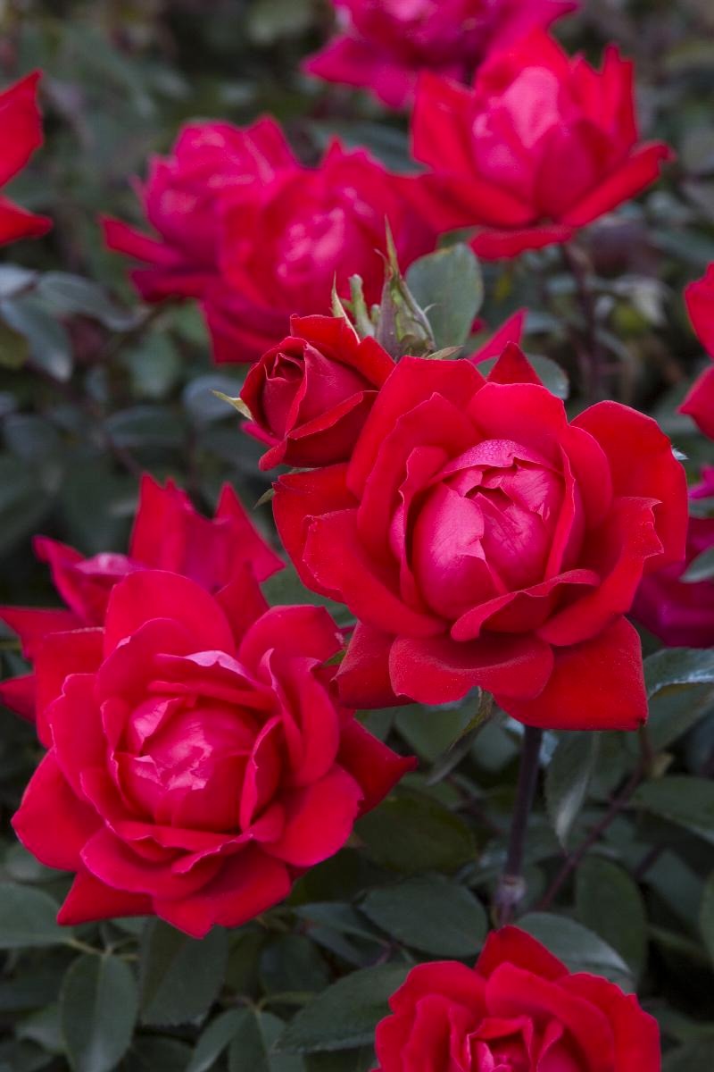 Rose - Double Knockout - Red