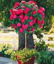 Load image into Gallery viewer, Rose - Double Knockout - Red
