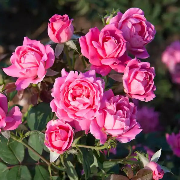 Rose Tree - Double Knockout - Pink