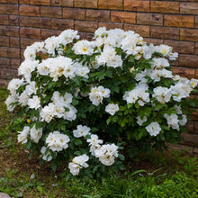 Load image into Gallery viewer, Rose - Knockout - Sunny
