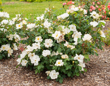 Load image into Gallery viewer, Rose - Knockout - Sunny
