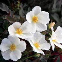 Load image into Gallery viewer, Rose - Knockout - Sunny
