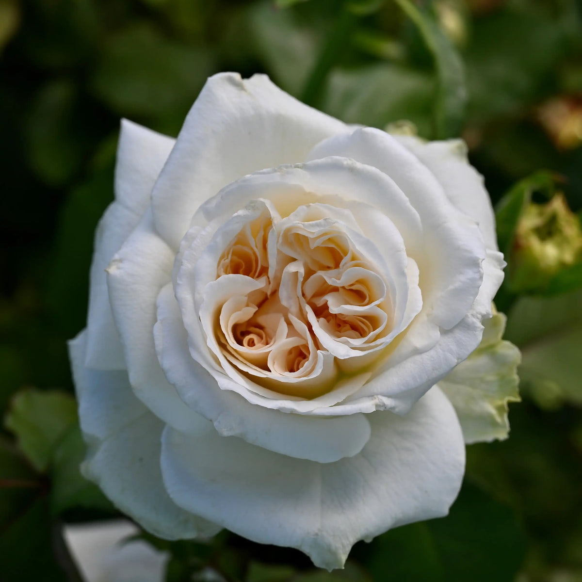 Garden Rose - White O'Hara Rose Bush