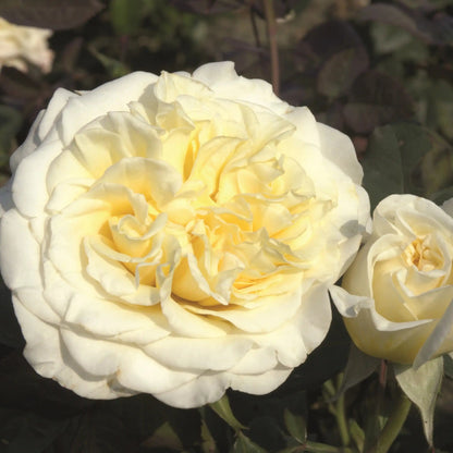 Rose - White Ashley