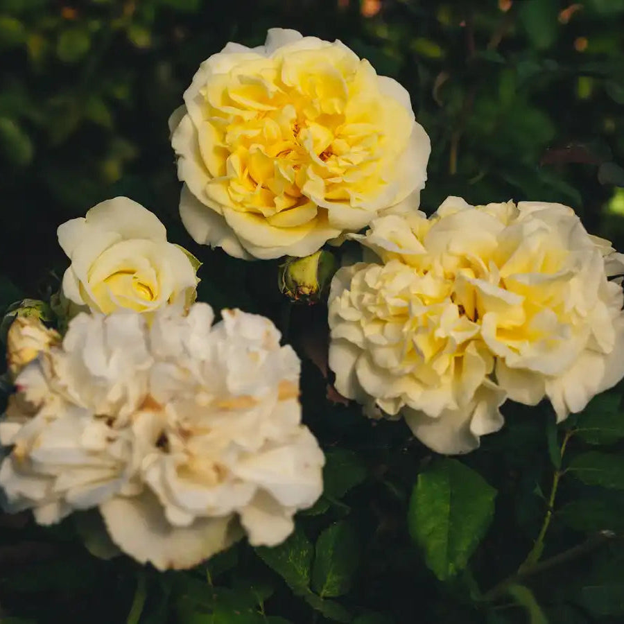 Rose - White Ashley