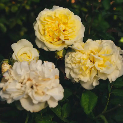 Rose - White Ashley