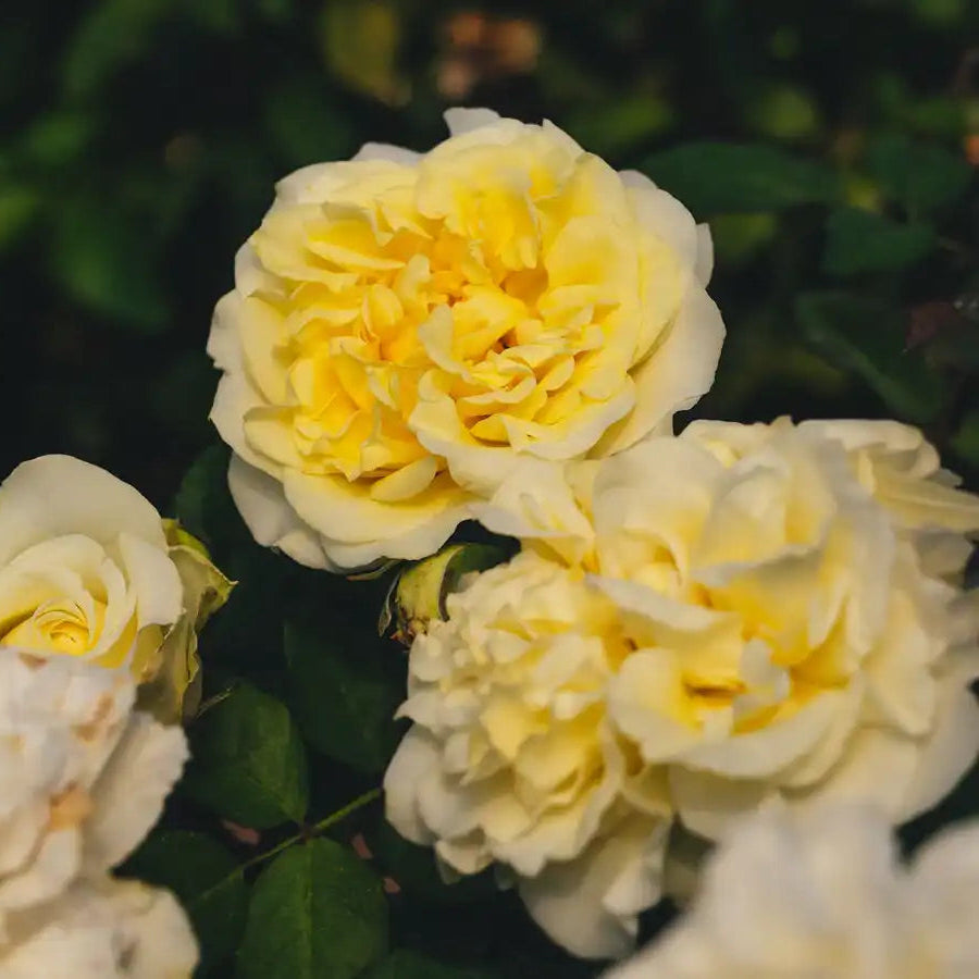 Rose - White Ashley