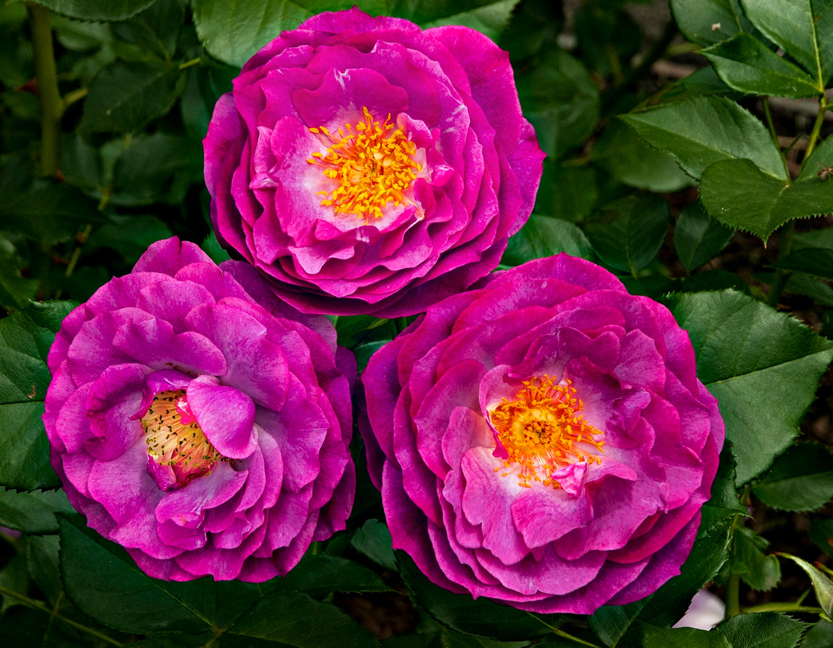 Rose - Wild Blue Yonder