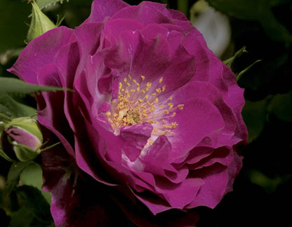 Rose - Wild Blue Yonder