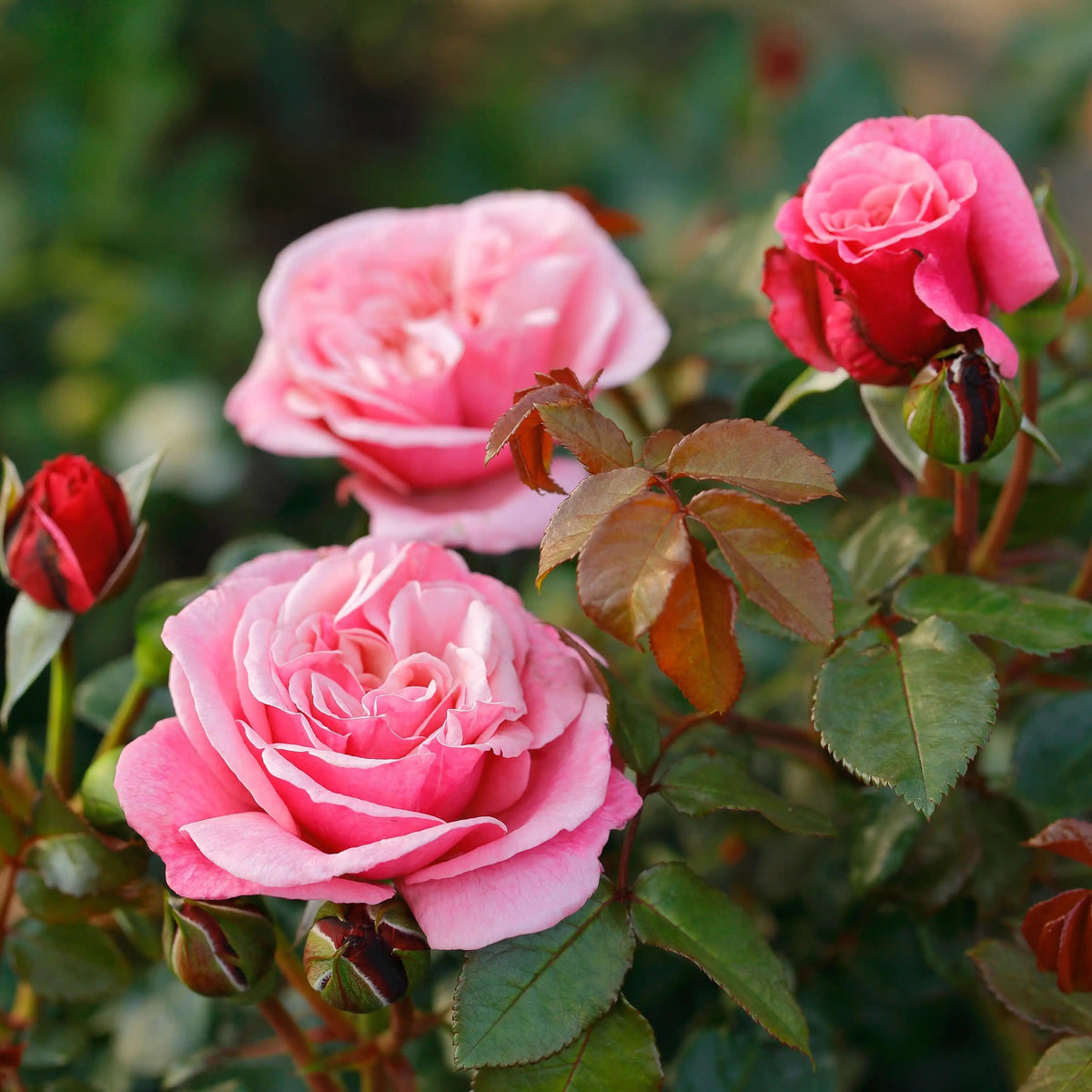 Rose - Wildberry