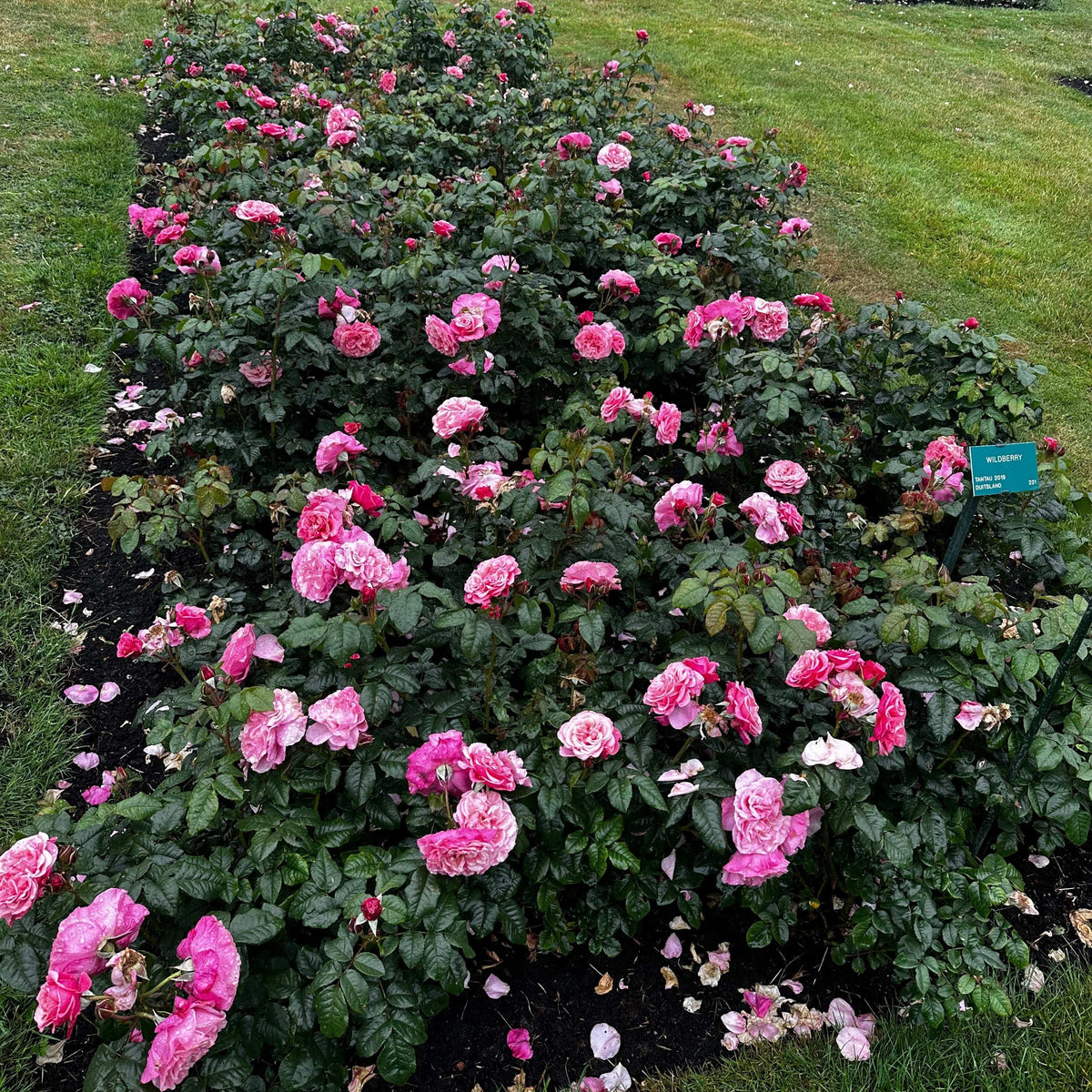 Rose - Wildberry