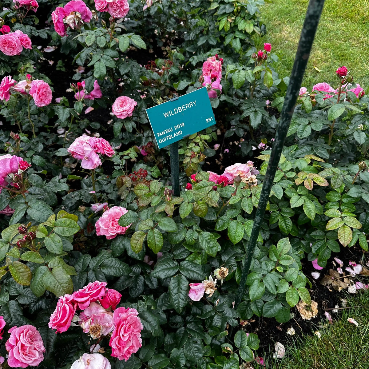 Rose - Wildberry