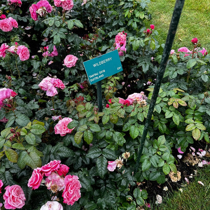 Rose - Wildberry