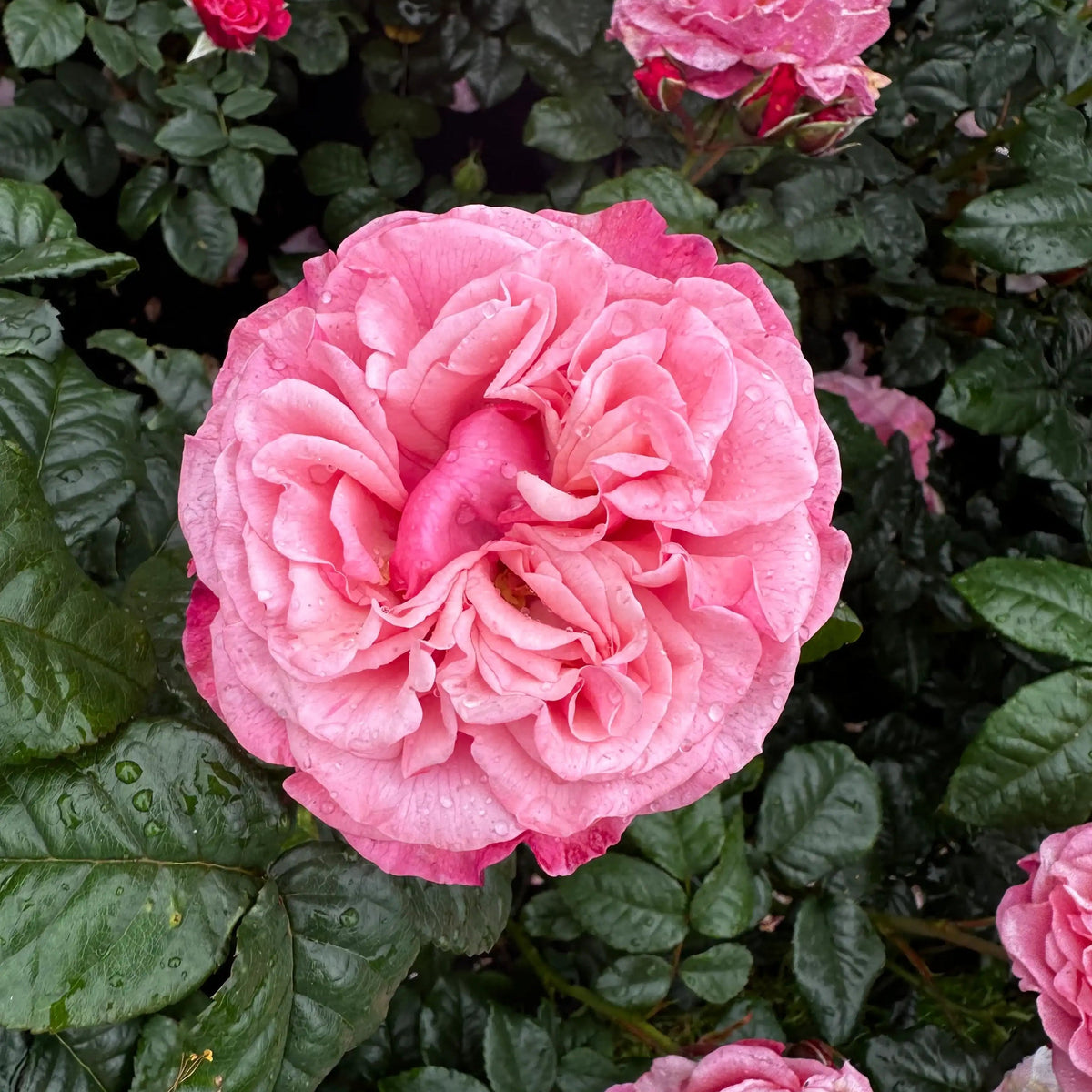 Rose - Wildberry