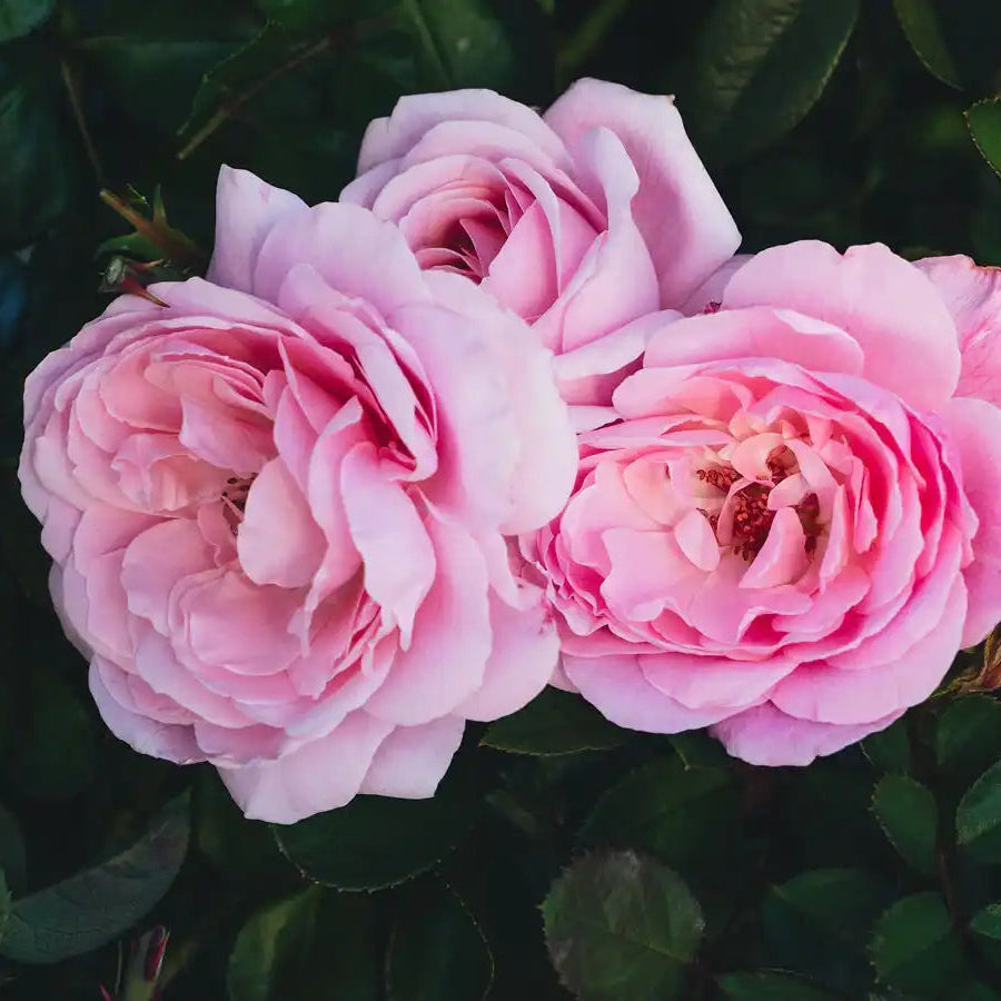 Rose - Winner Takes It All