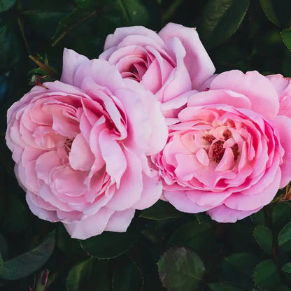 Rose - Winner Takes It All